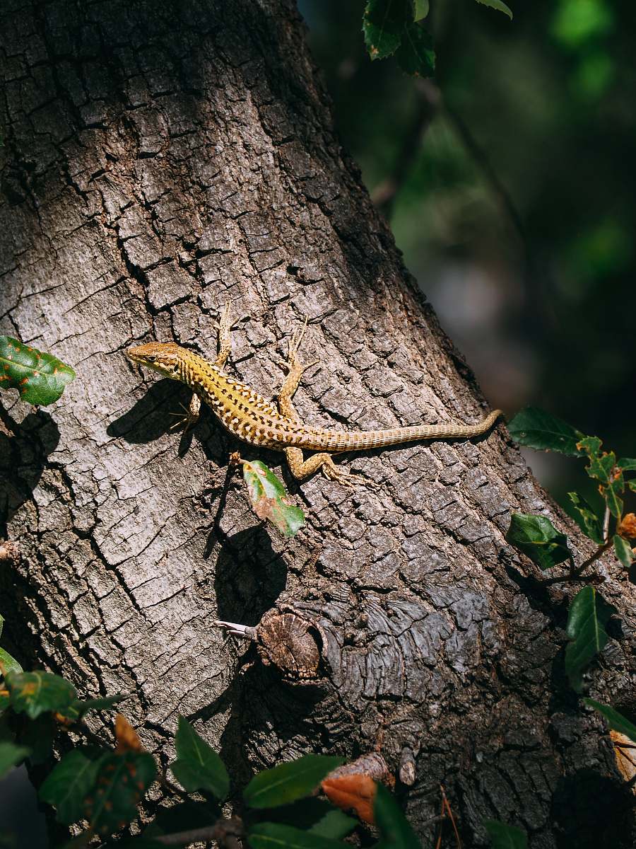 lizard brown lizard climbing on tree reptile
