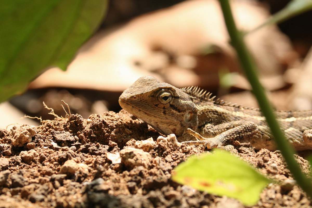lizard brown lizard crawling on ground reptile