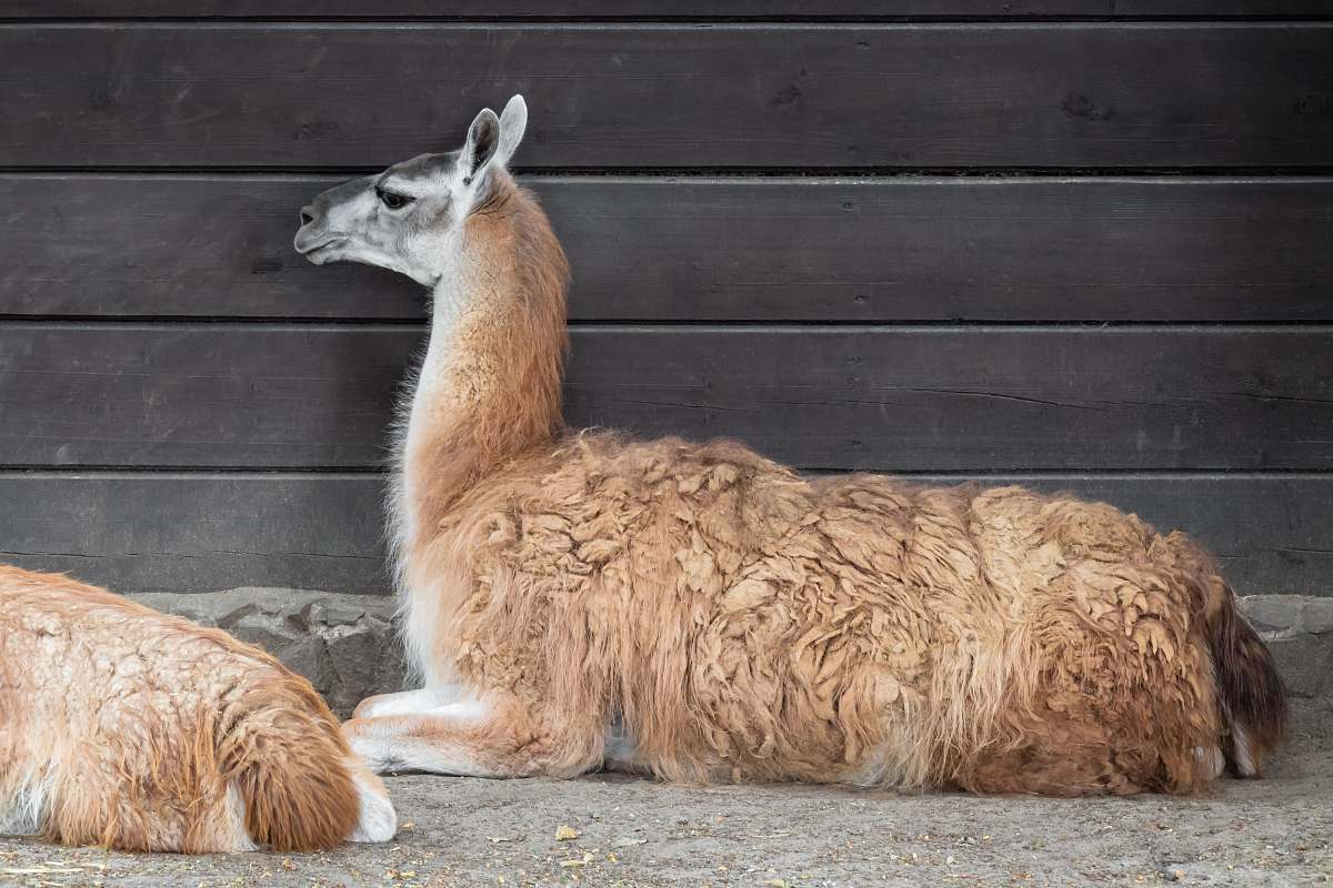 mammal brown llamma next to brown wooden wall alpaca