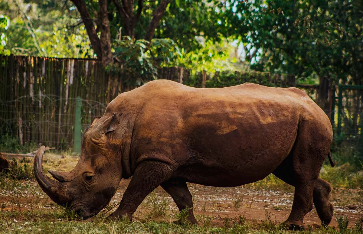wildlife brown mammal on backyard rhino