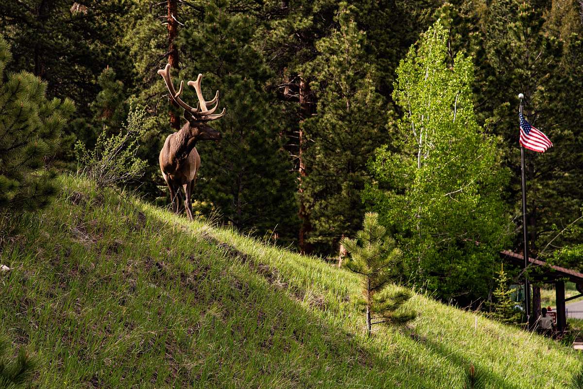 elk brown moose standing on grass field deer