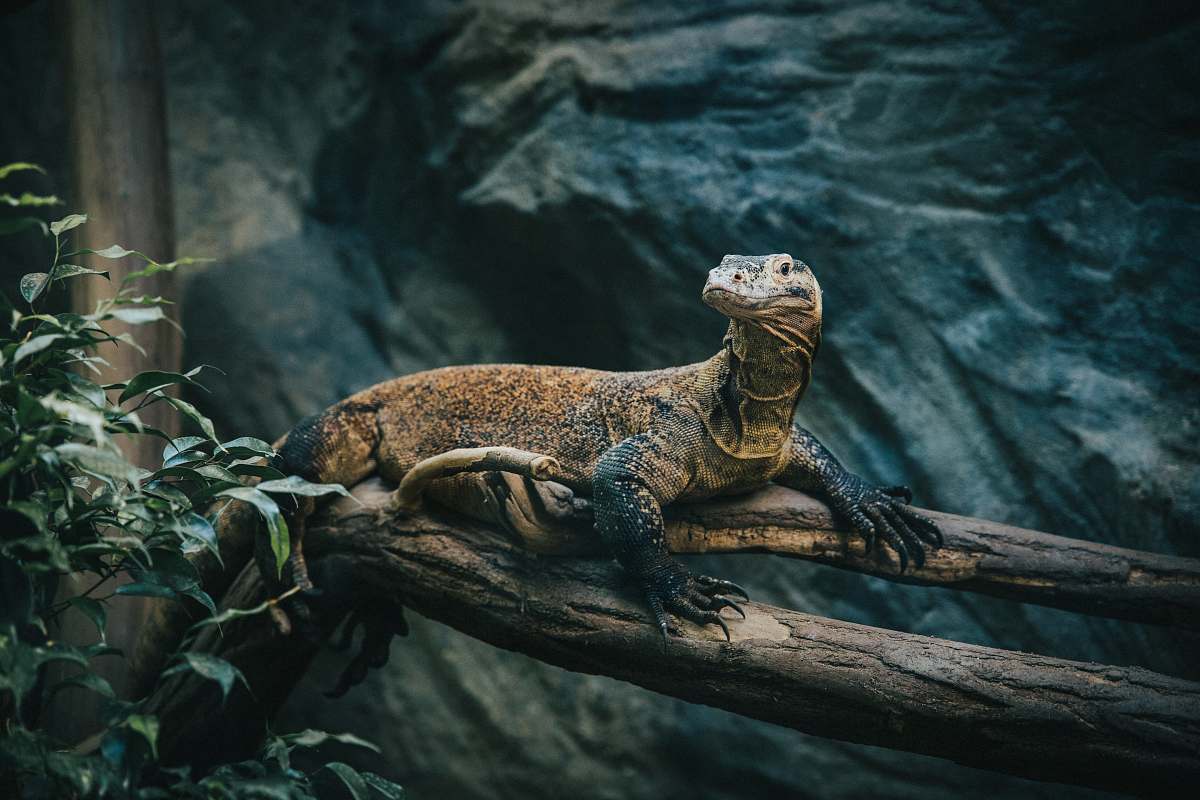 lizard brown reptile on branch reptile