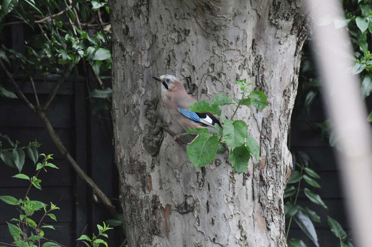 bird brown short-beaked bird jay