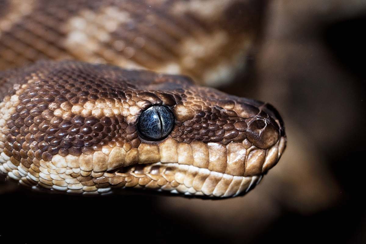 Reptile Brown Snake Snake Image Free Photo