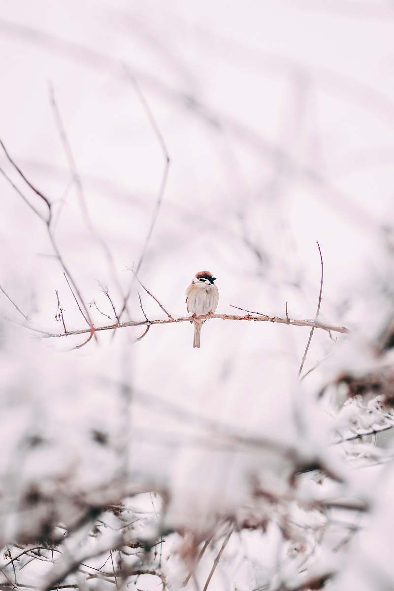 bird brown sparrow on tree branch sparrow