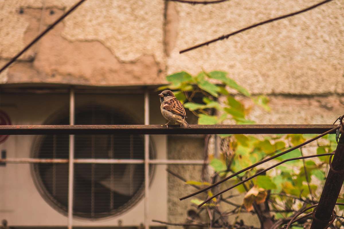 bird brown sparrow perching on a metal bar sparrow