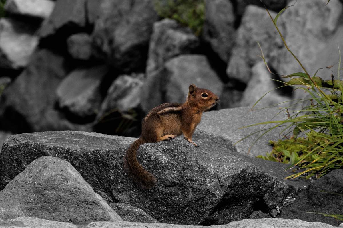 kangaroo brown squirrel on rock wallaby