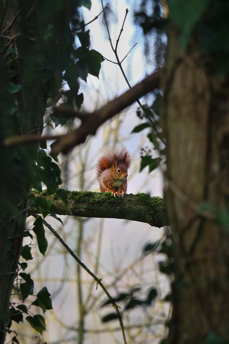 mammal brown squirrel on the tree branch squirrel