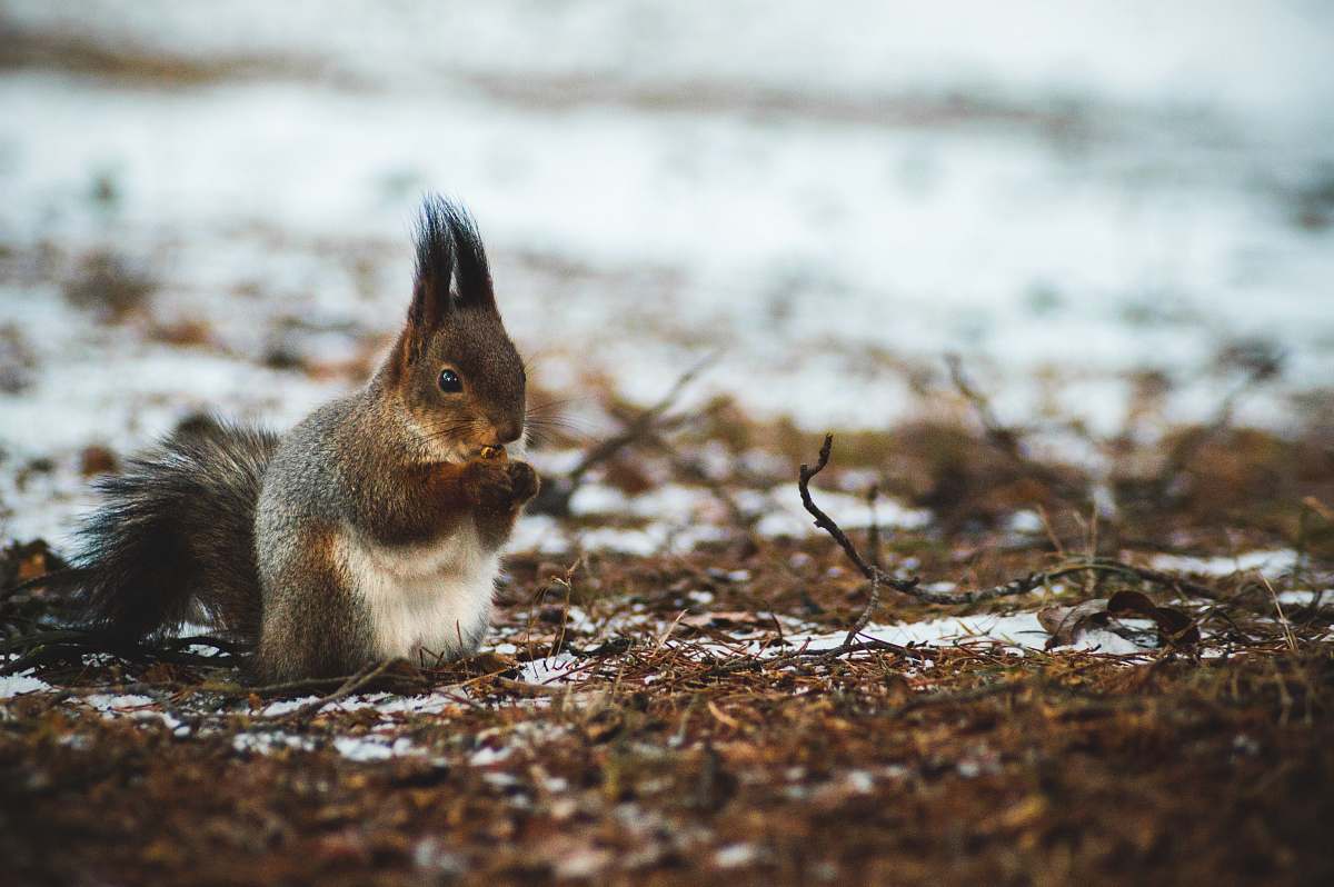 squirrel brown squirrel standing on ground park