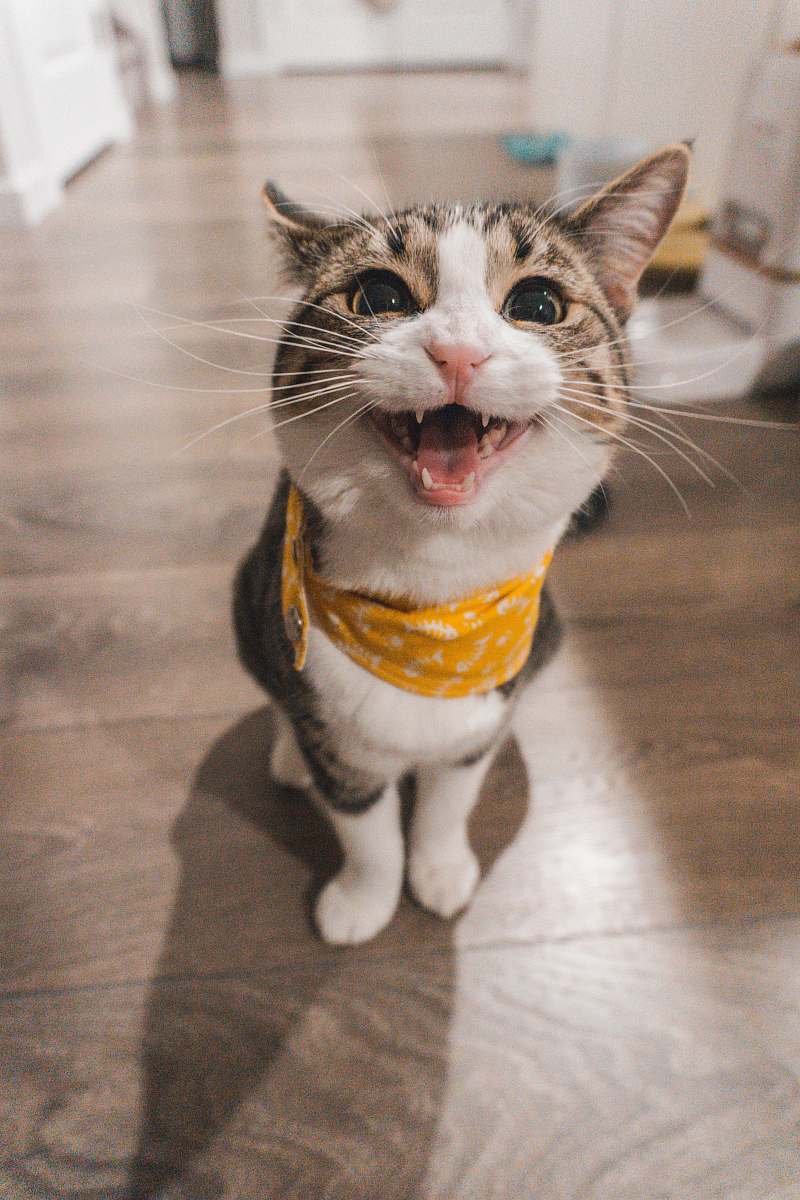 cat brown tabby cat pet