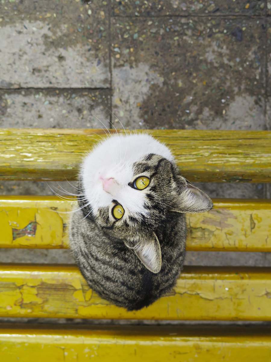 cat brown Tabby cat on yellow wooden bench looking up