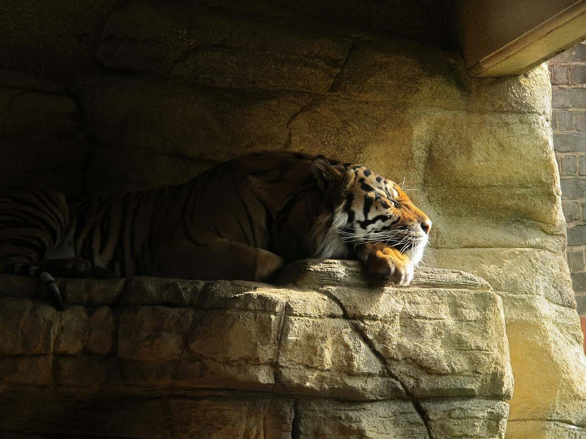 tiger brown tiger on focus photography wildlife