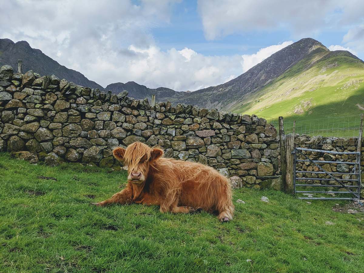 mammal brown yak on green field viewing mountain wildlife