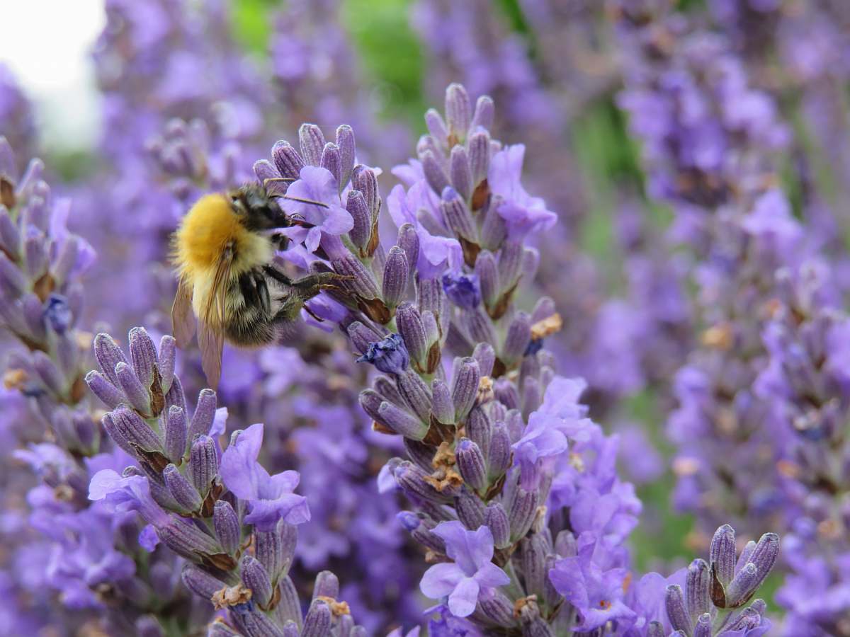 bee bumble bee perching on purple flowers honey bee