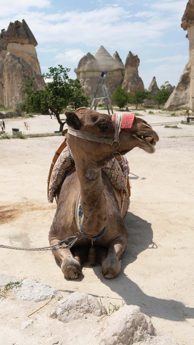 mammal camel lying on concrete floor while looking sideways camel