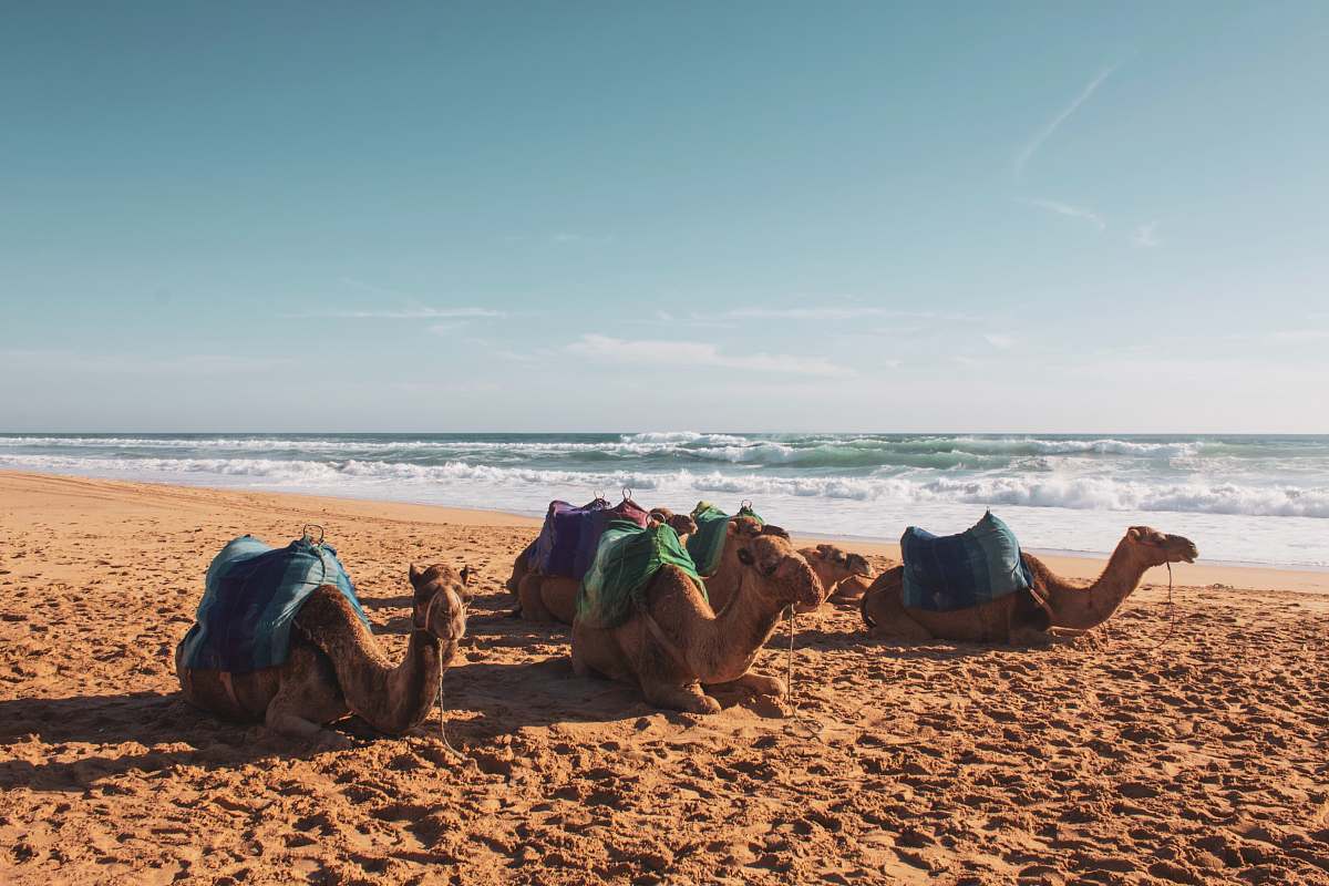 cattle camel on seashore cow