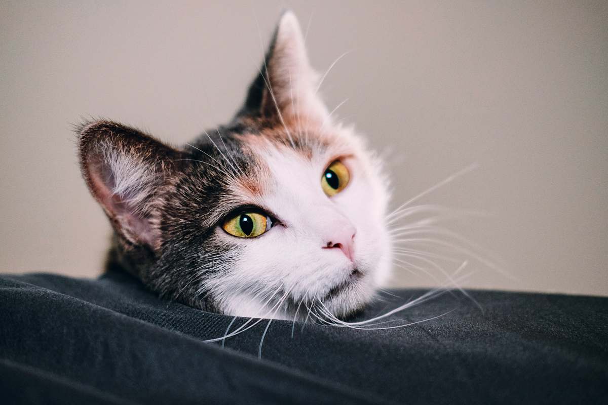 cat cat in bed pet