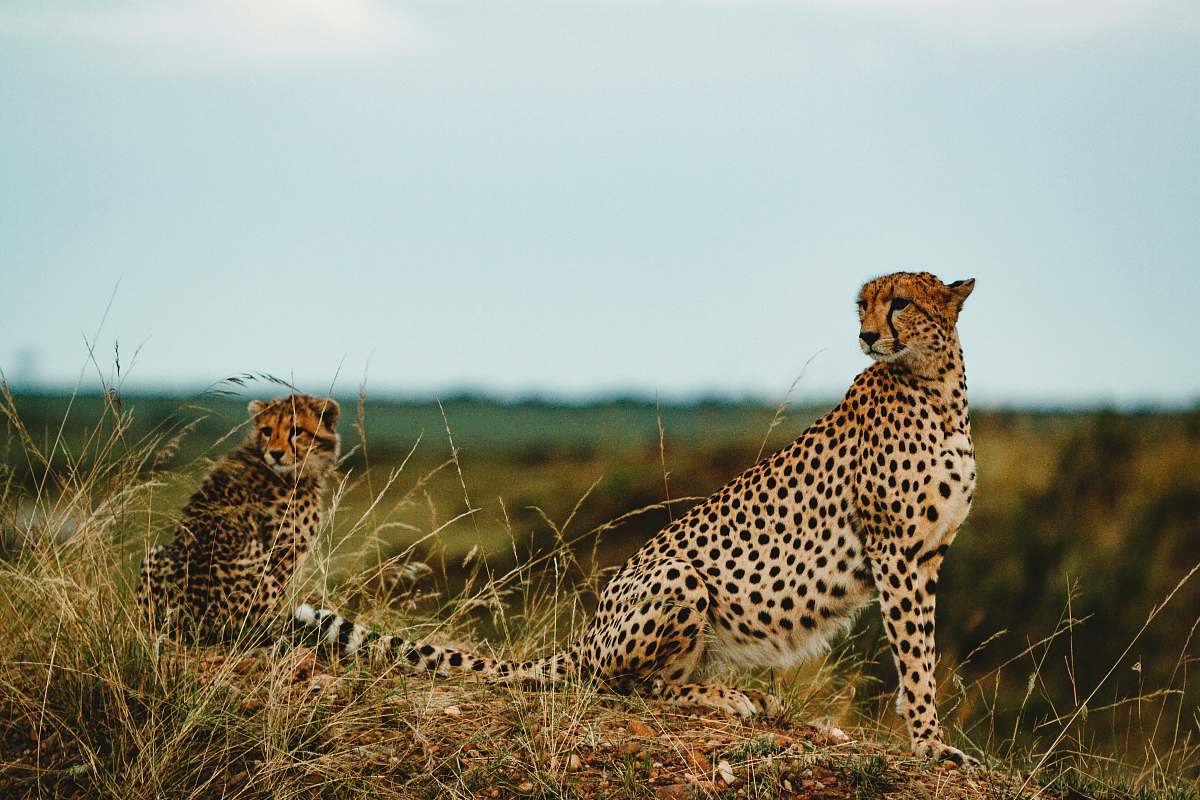 mammal Cheetah with cub on grass field cheetah