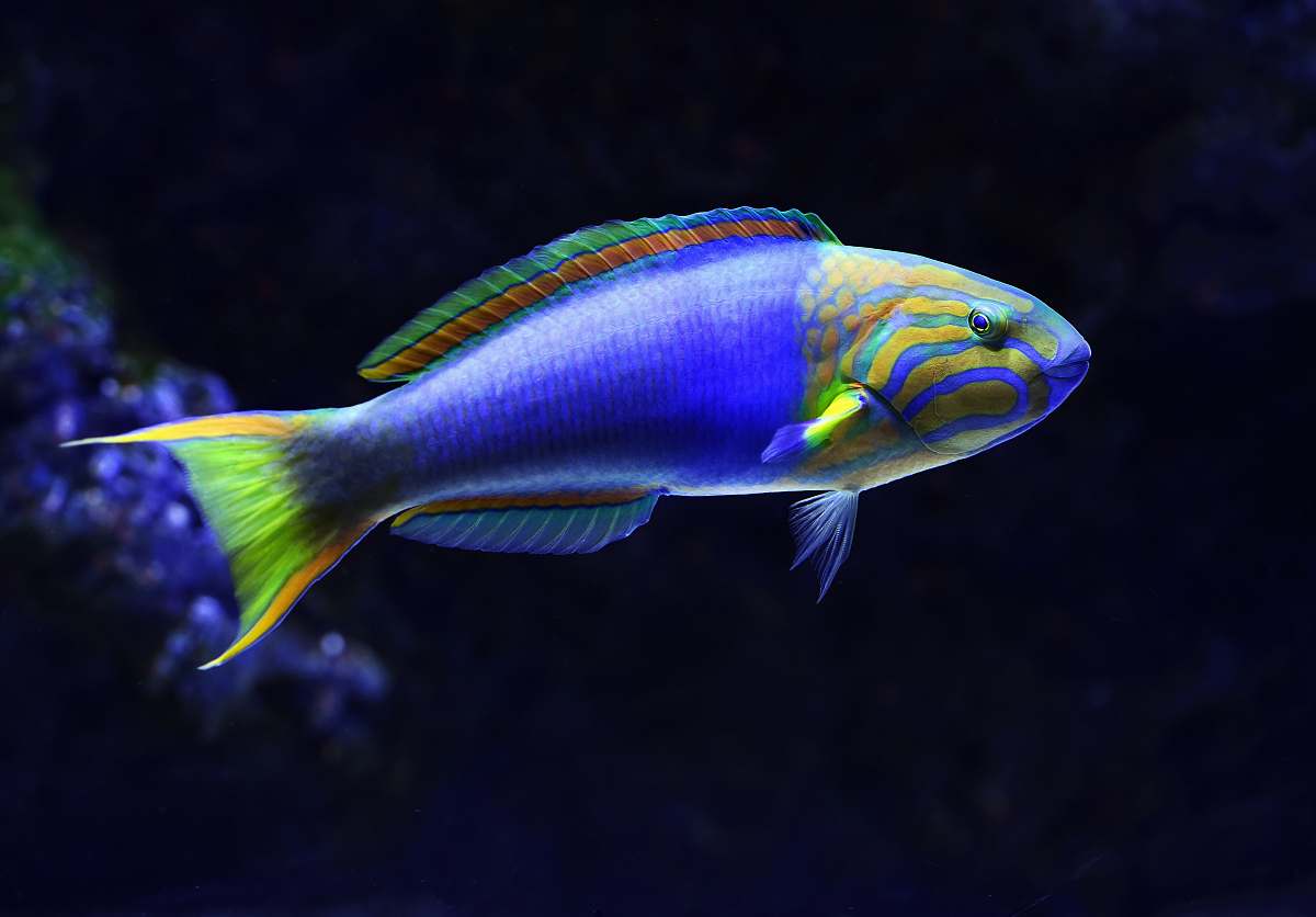 fish close-up photo of blue and green fish cairns aquarium