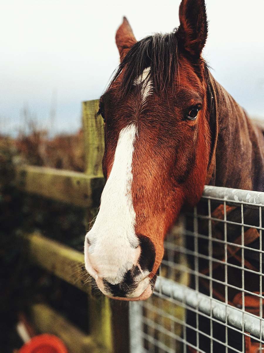mammal close-up photo of brown and white horse horse