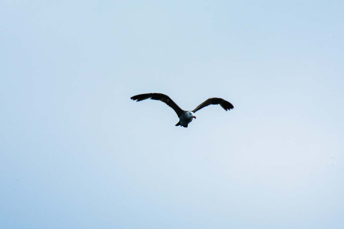 bird close-up photography of bird flying
