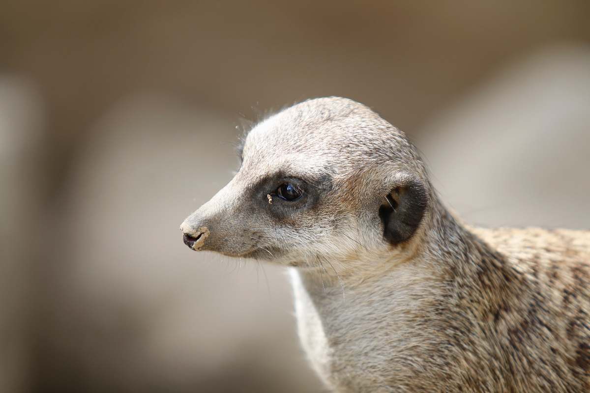 mammal close up photography of brown and gray animal meerkat