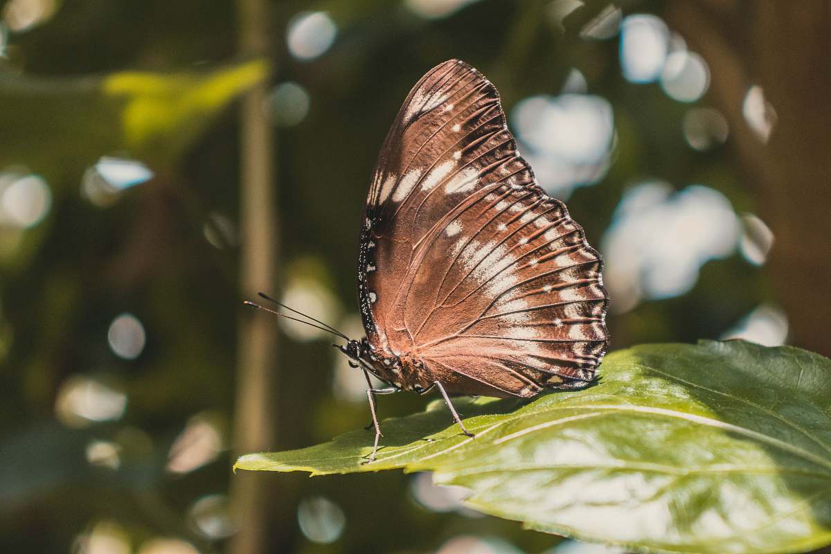 insect close-up photography of brown butterfly invertebrate