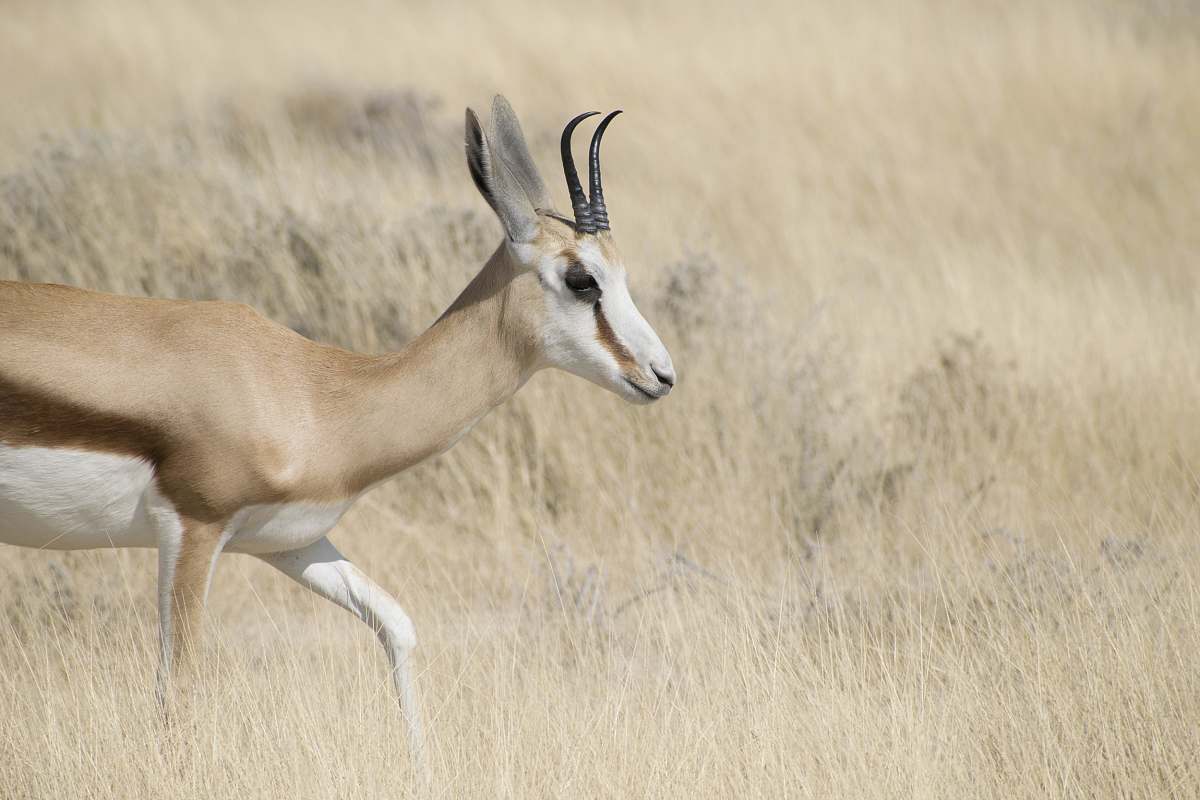 wildlife close up photography of deer antelope