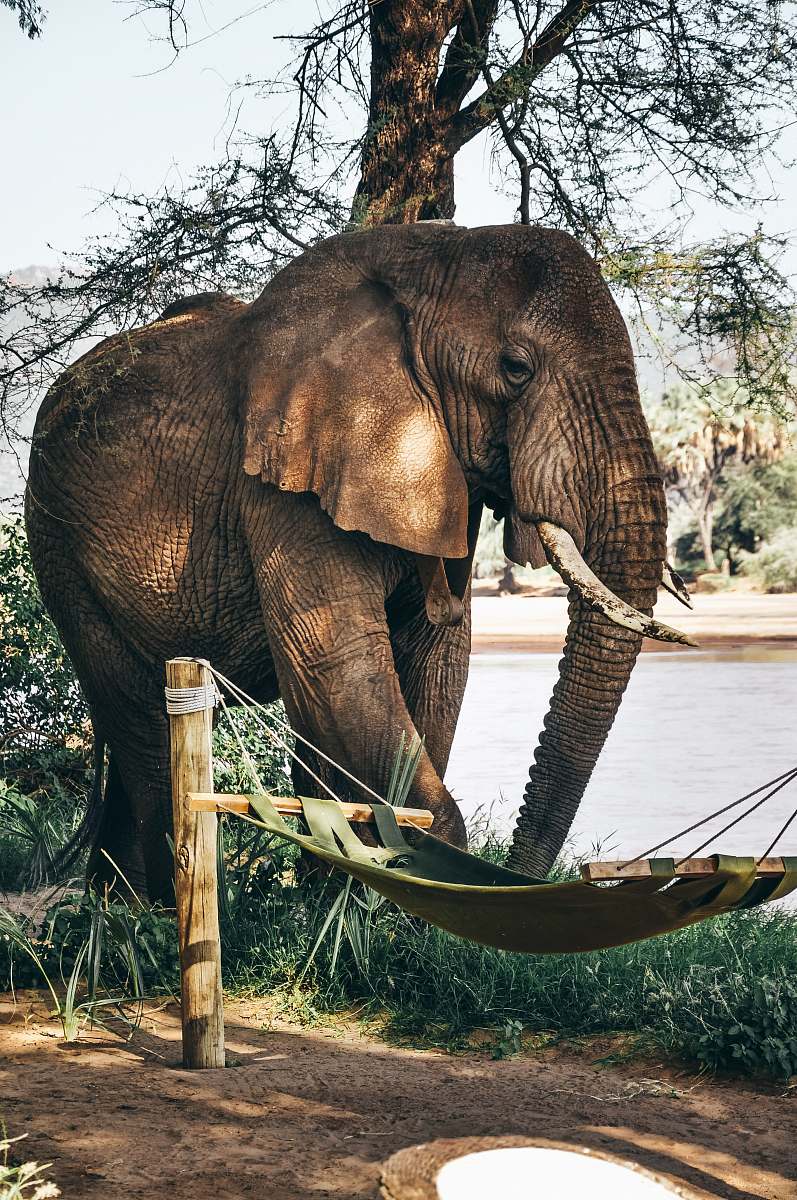 wildlife close-up photography of elephant elephant