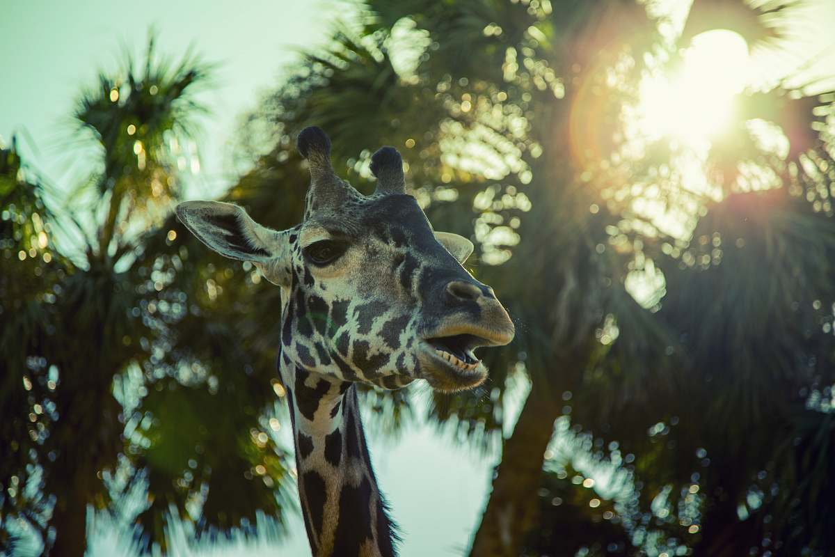 mammal close-up photography of giraffe during daytime giraffe