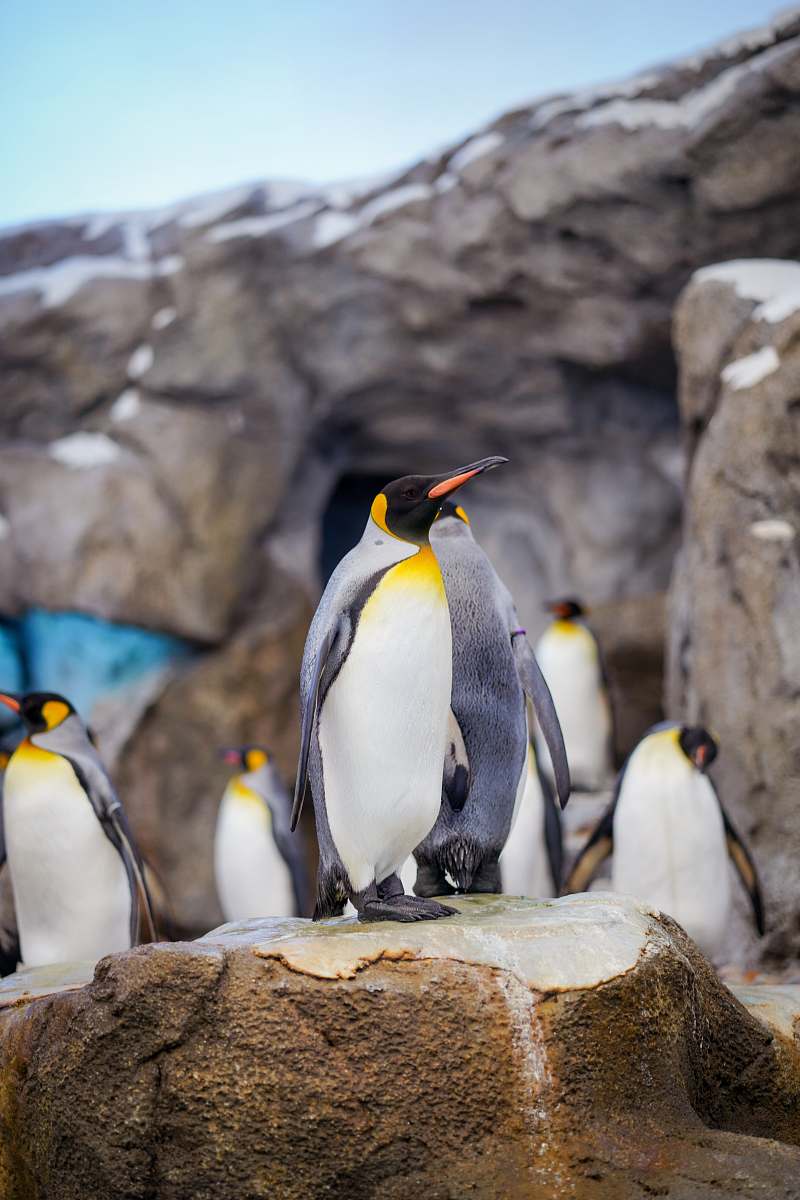 bird close-up photography of penguins king penguin