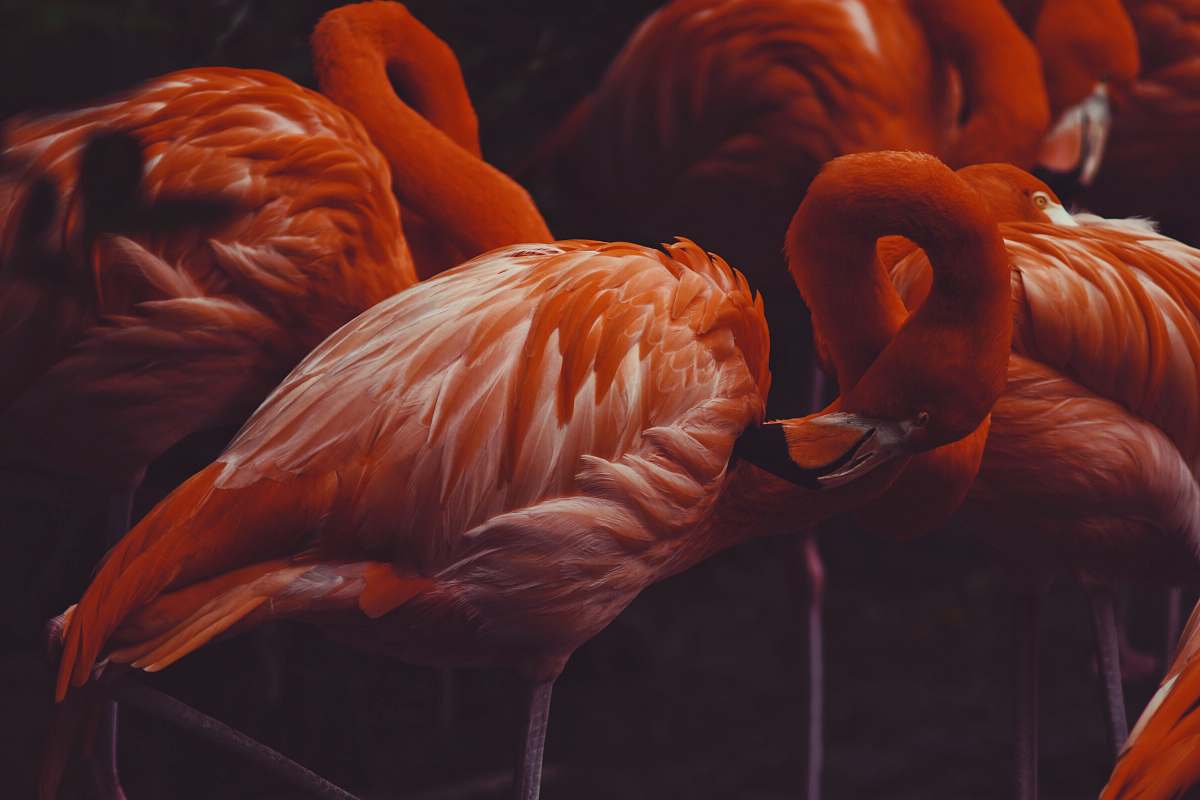 bird close-up photography of pink Flamingos flamingo