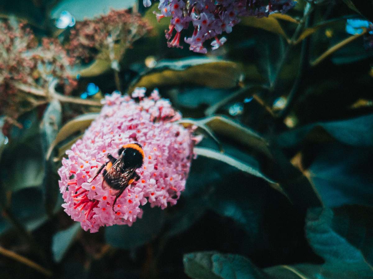 bee closeup photo of bee perching on pink flower apidae