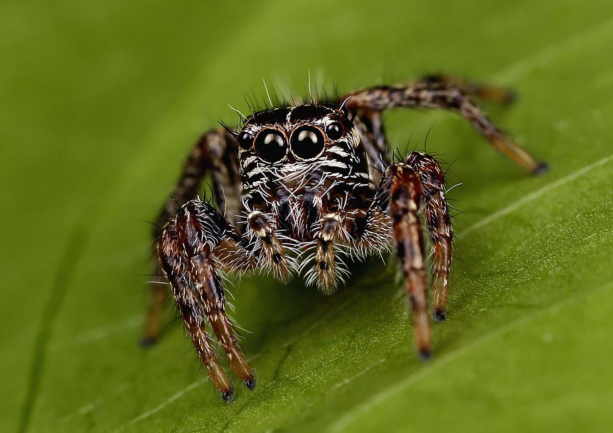 insect closeup photo of brown and black spider on leaf spider