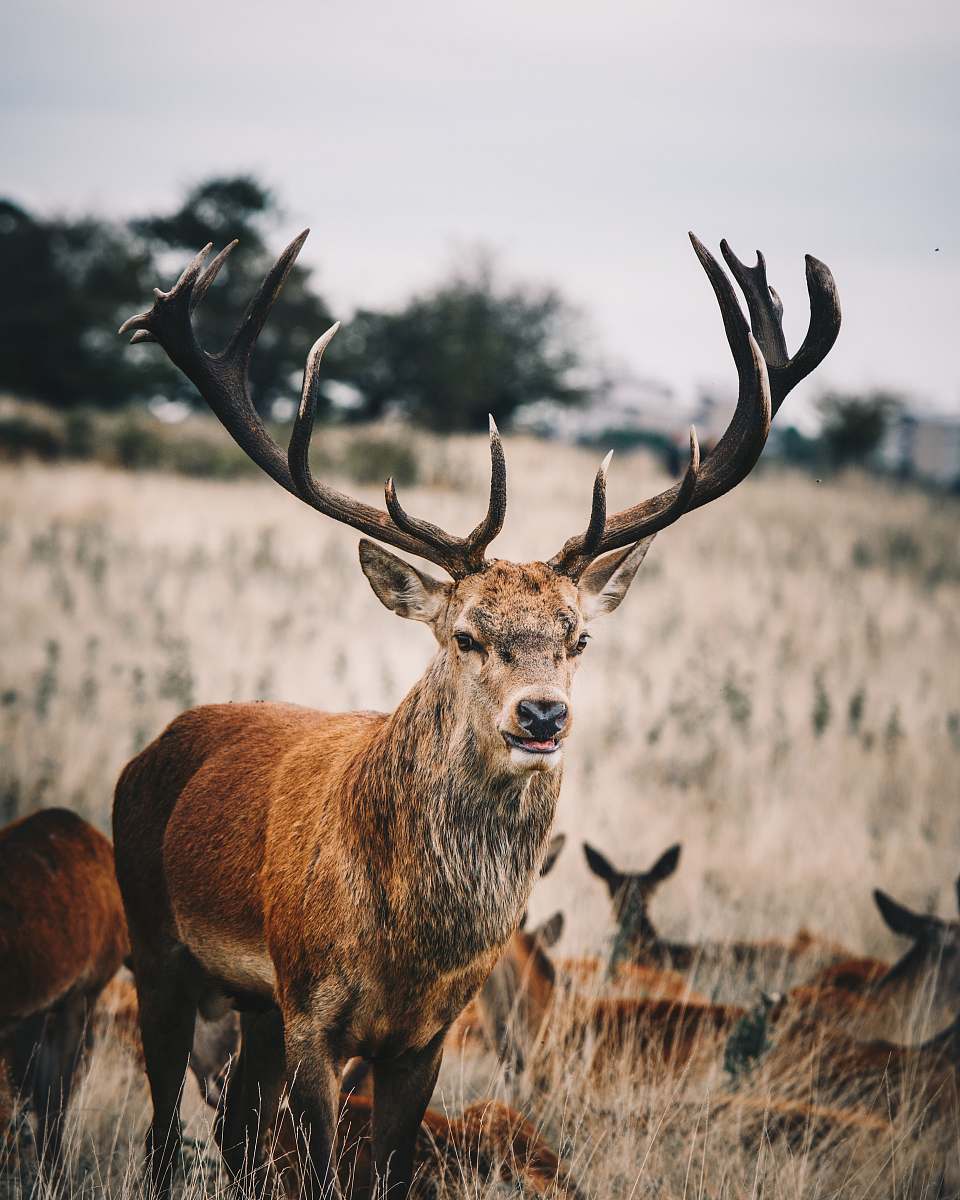 mammal closeup photo of deer wildlife