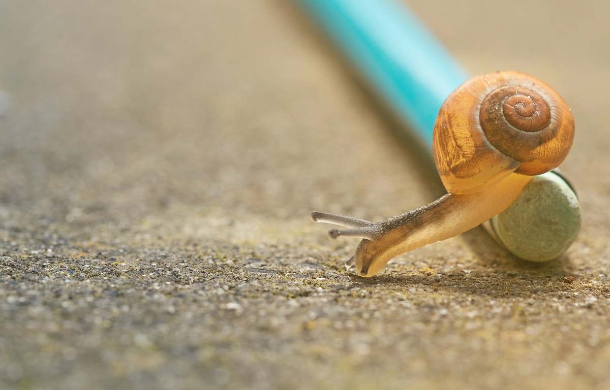 snail closeup photo of orange snail crawling down pencil on ground invertebrate