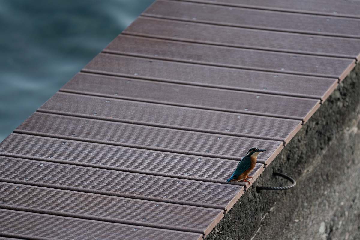 bird closeup photography of bird perching on dock grey