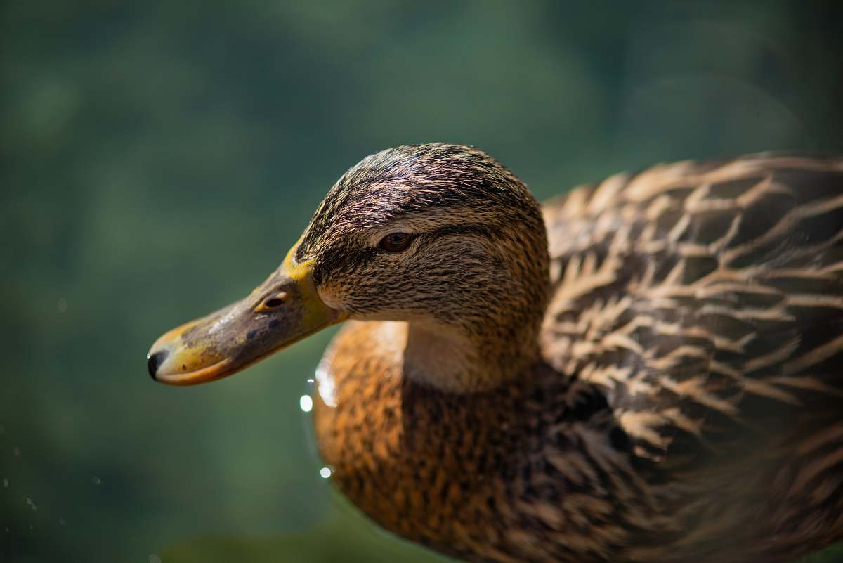 bird closeup photography of brown duck on water during daytime duck