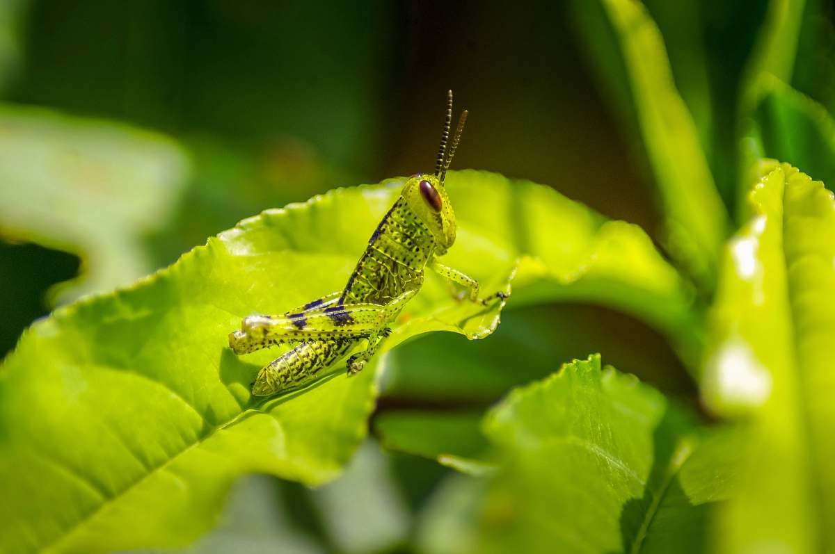 insect closeup photography of green grass hopper on green leaf invertebrate