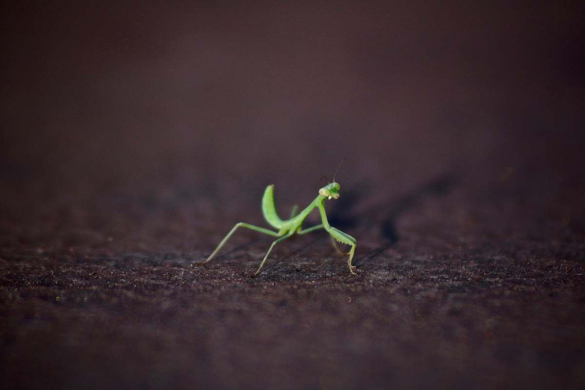 insect closeup photography of green praying mantis mantis