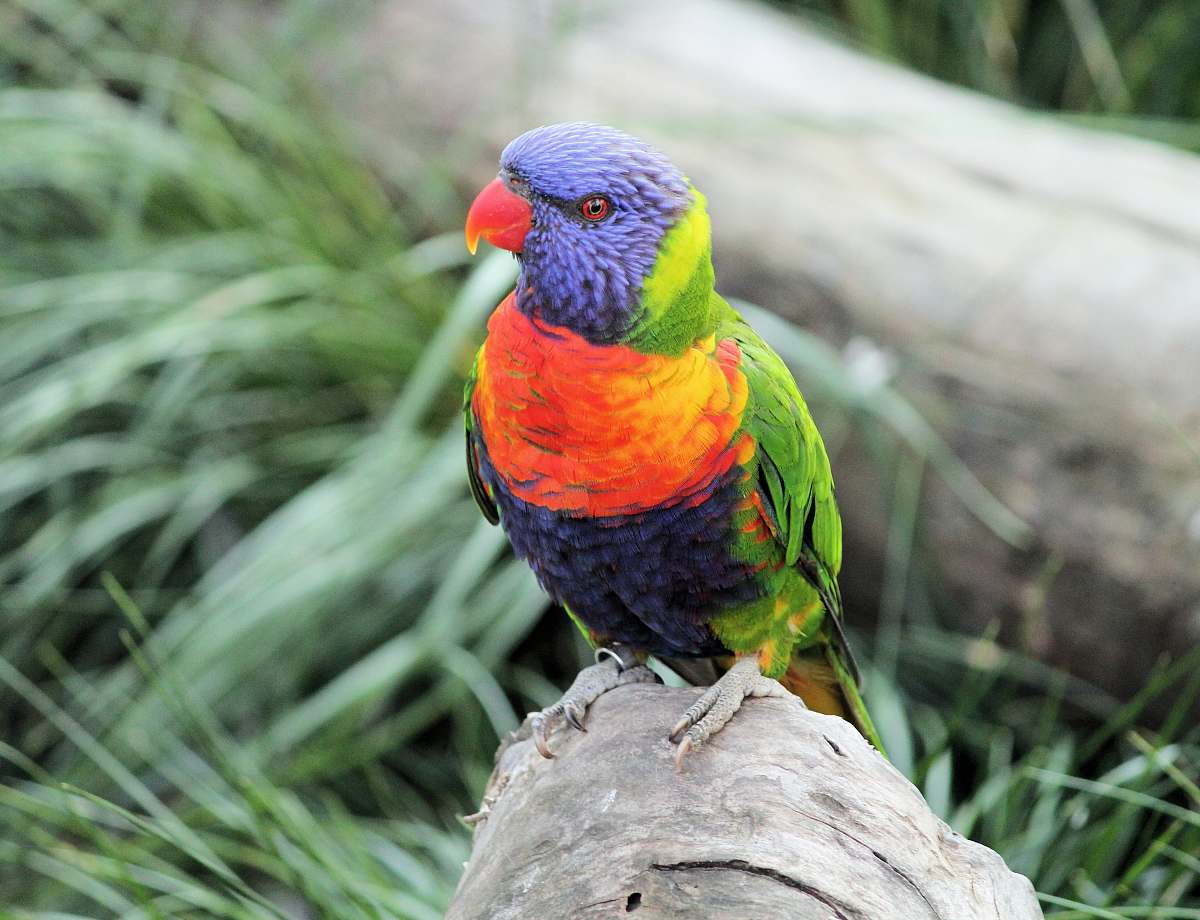 bird closeup photography of green, yellow, and blue bird parrot