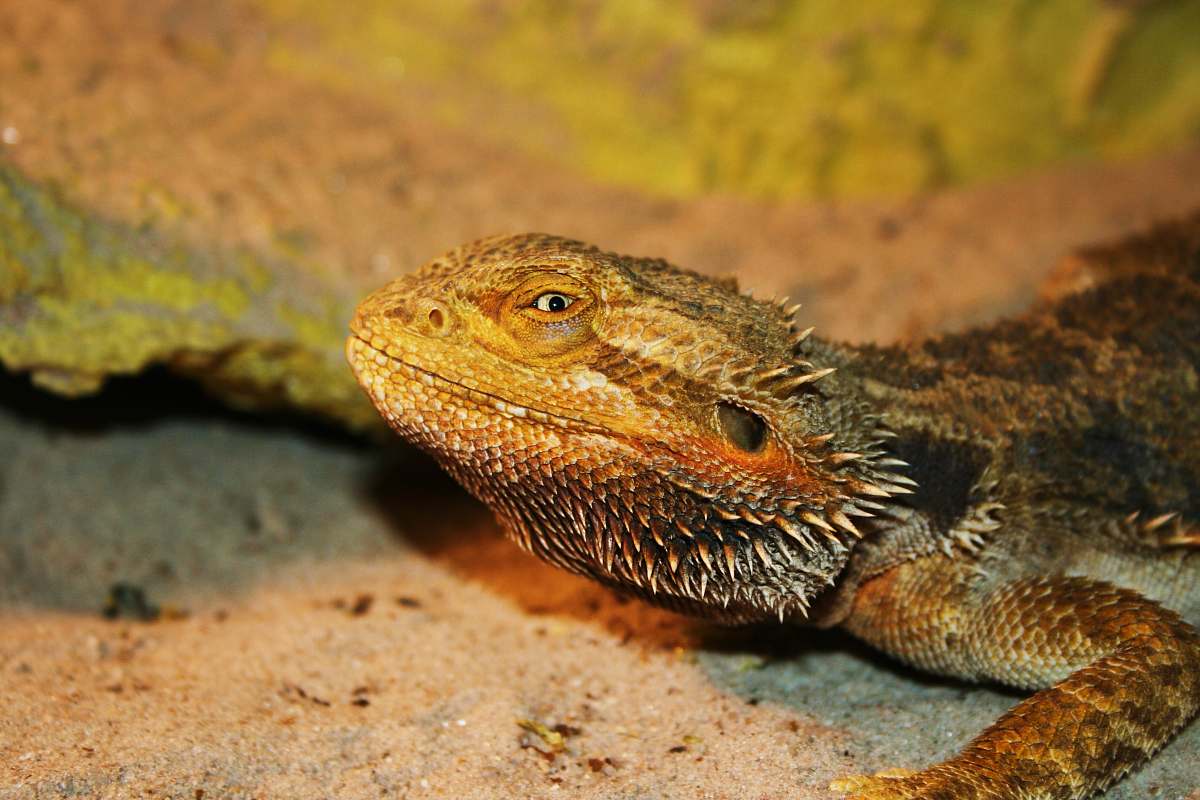 reptile closeup photography of lizard lizard