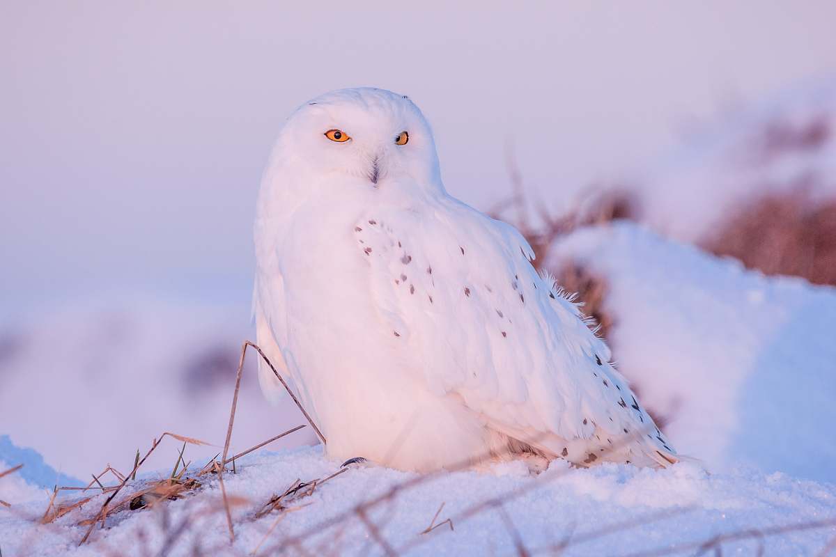 bird closeup photography of white owl on snow owl