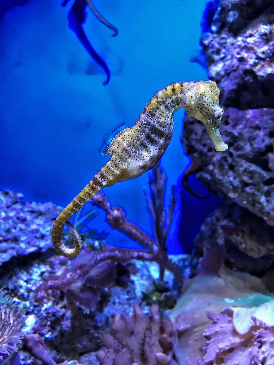 seahorse closeup photography of yellow seahorse sea life