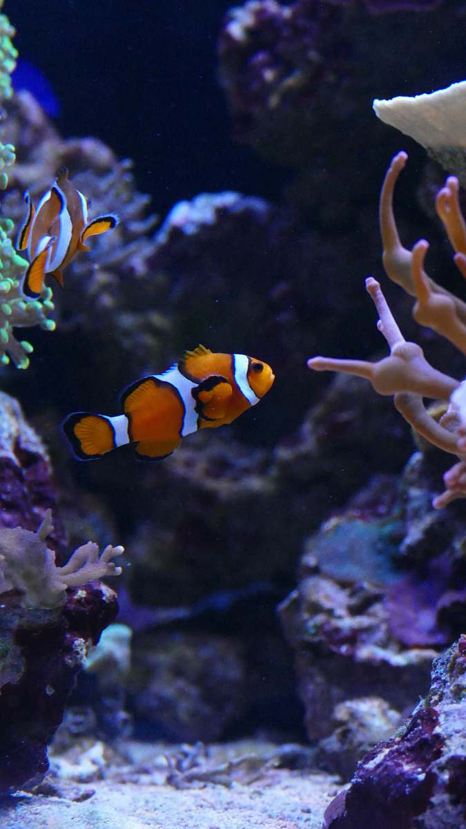 fish clown fishes underwater nature