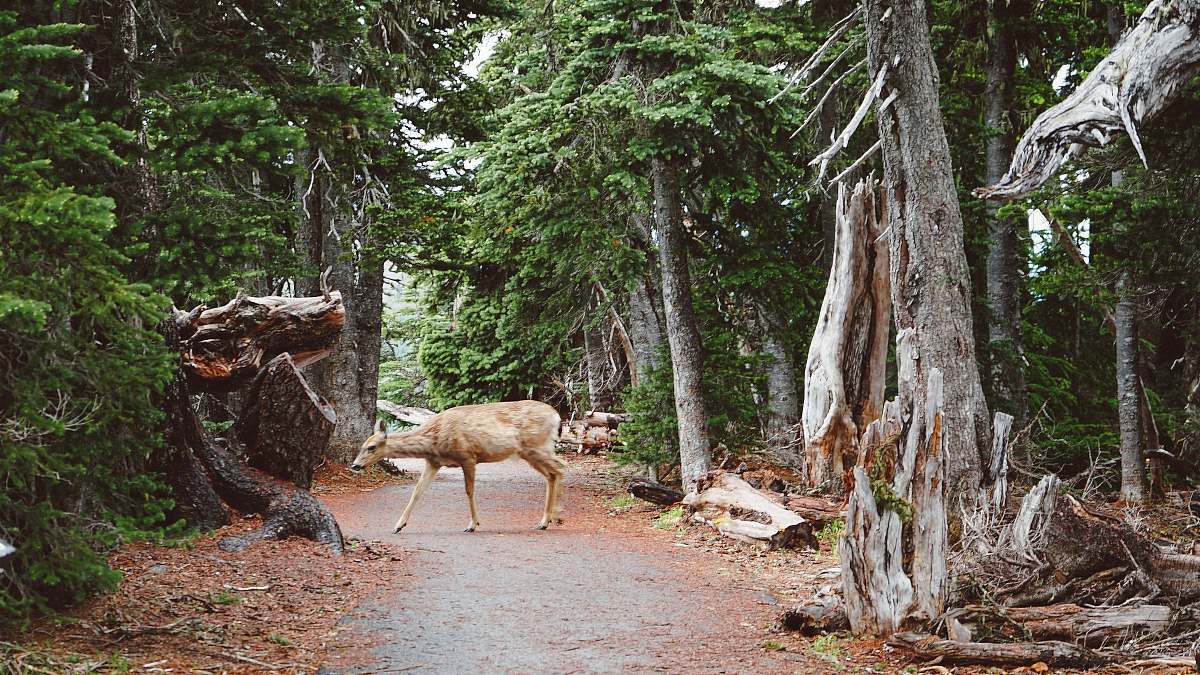 deer deer walking in the middle of forest tree