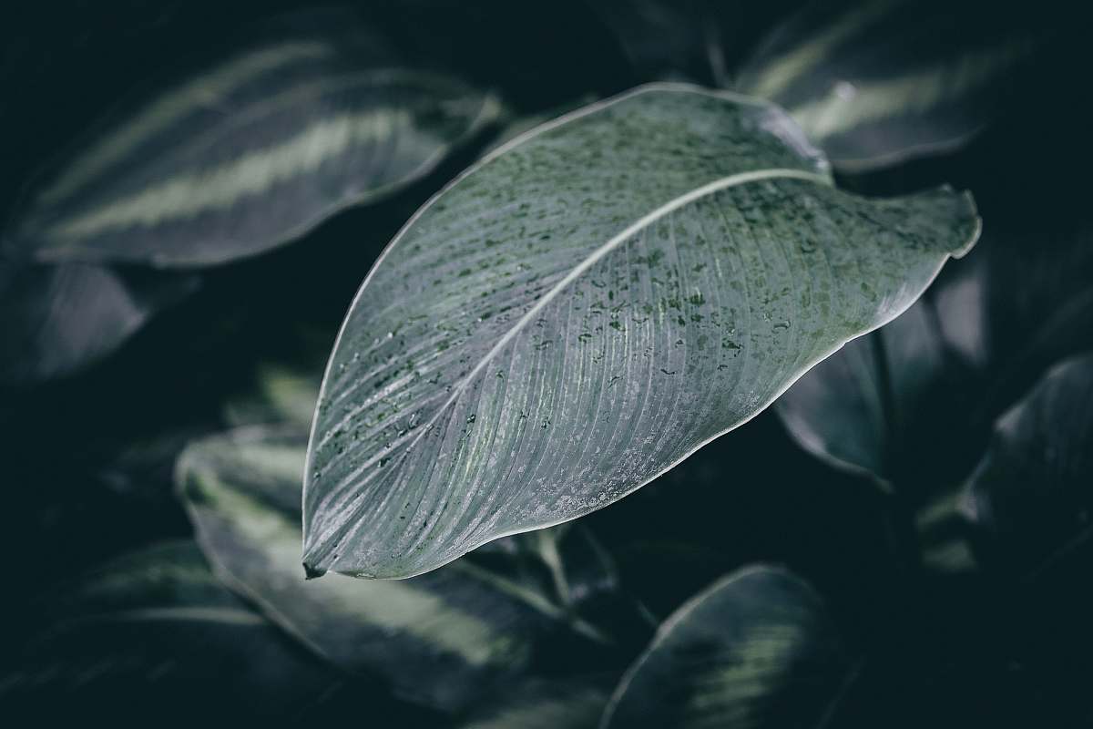 plant dew drops on green plant leaf leaf