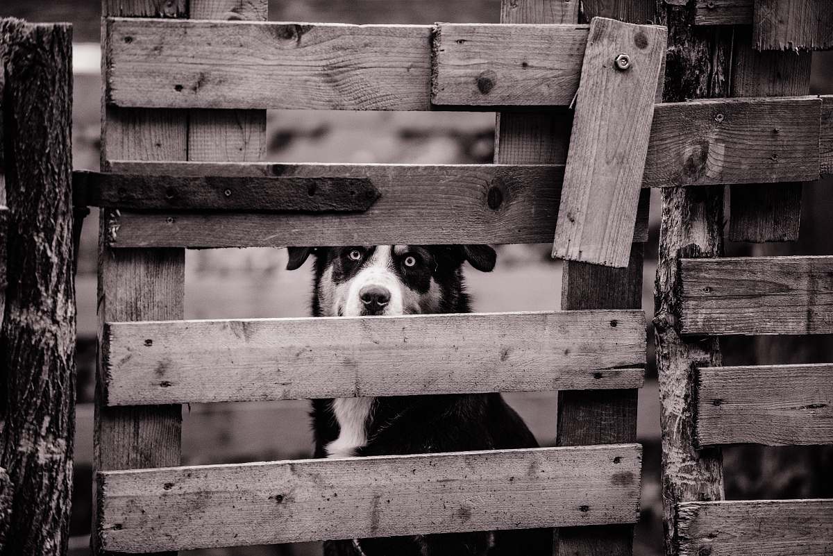 dog dog sitting behind wooden fence pet