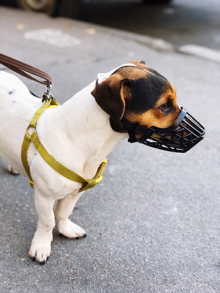 dog dog wearing muzzle strap