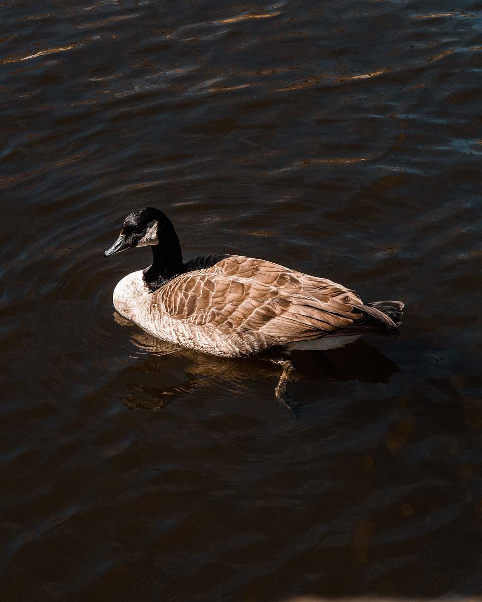 bird duck on body of water goose